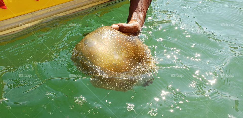 Catching jellyfish