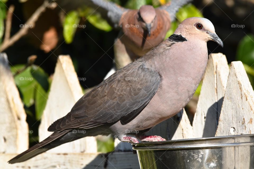 African Ring-necked dove eating bird seed 
