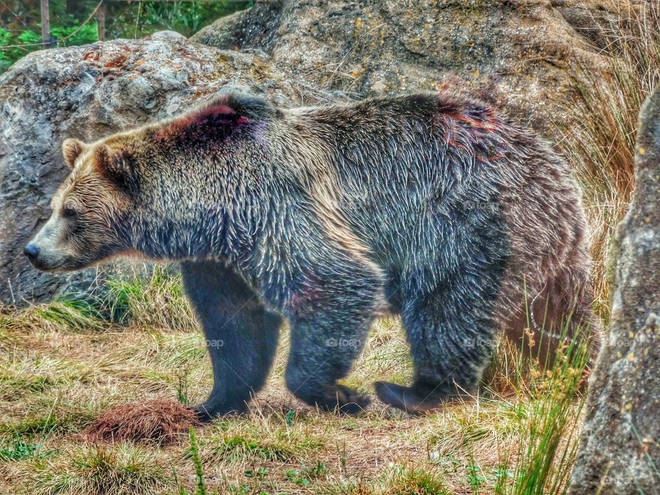 Bear During The Golden Hour. California Grizzly Bear Near Sundown
