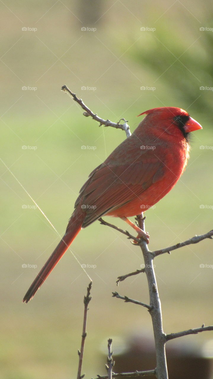 Male Cardinal