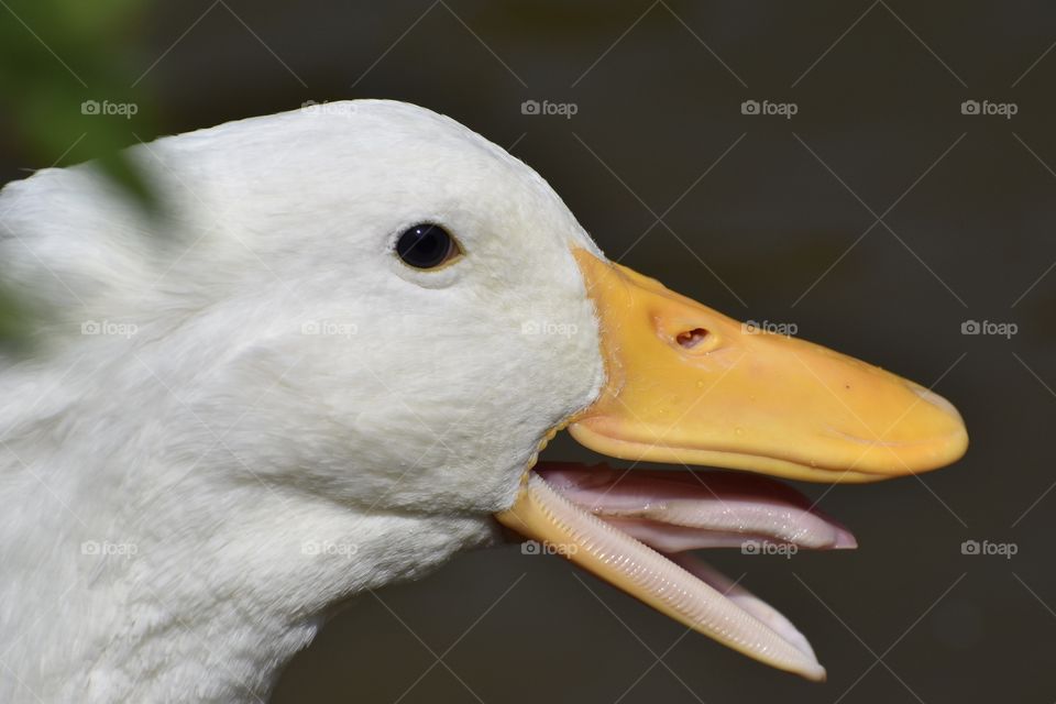 White Ducks