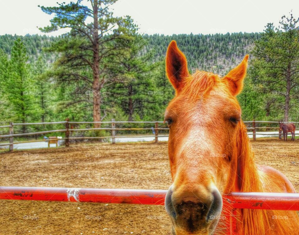 Yeah, I'm looking at you. horse corral, Deer Valley Ranch Buena Vista Colorado