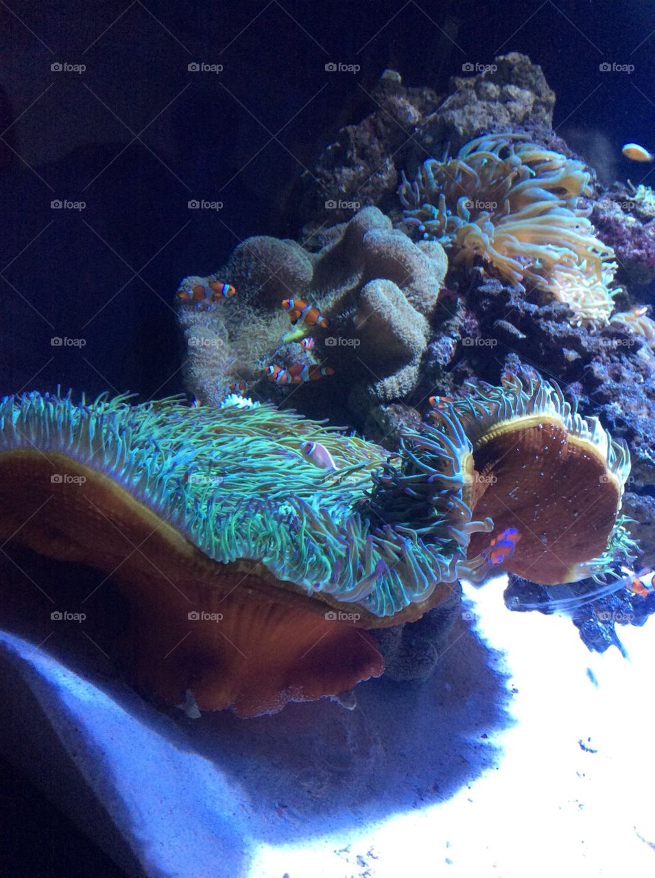 Nemo has some friends