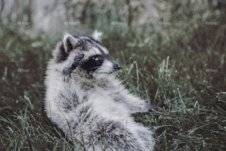 A racoon in a garden