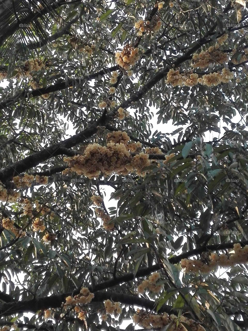 duriyan tree and flowers