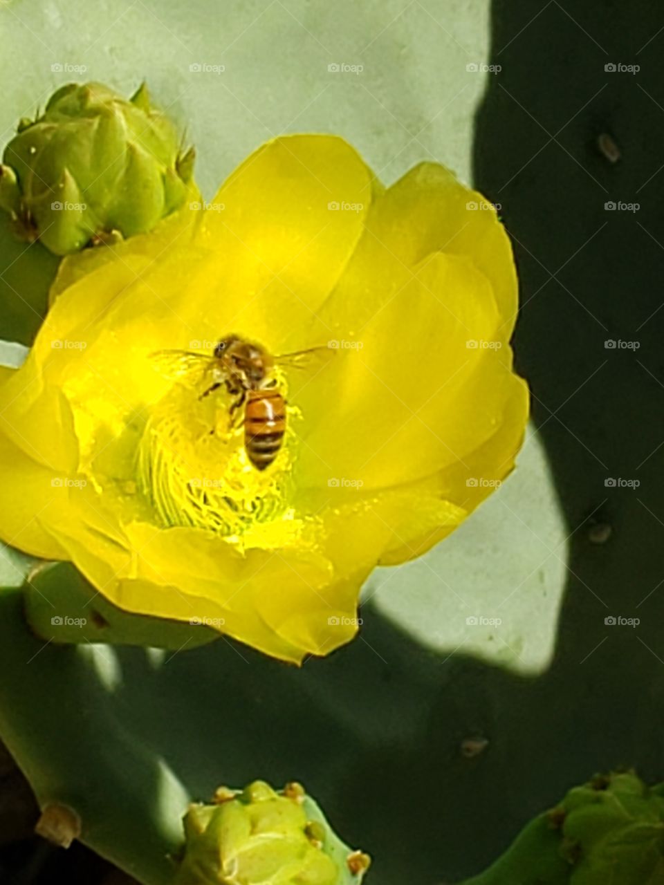 bee in a bloom