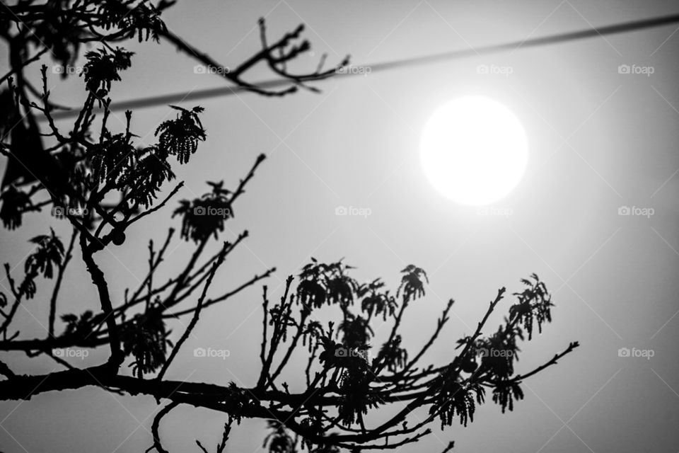 The sun is high up which made the trees look like shadows in their silhouettes. Look how defined the circle shape of the sun in this sunset photo! Such an amazing view.