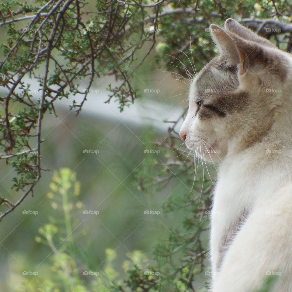Beautiful profile of white and grey cat against juniper tree and desert plants