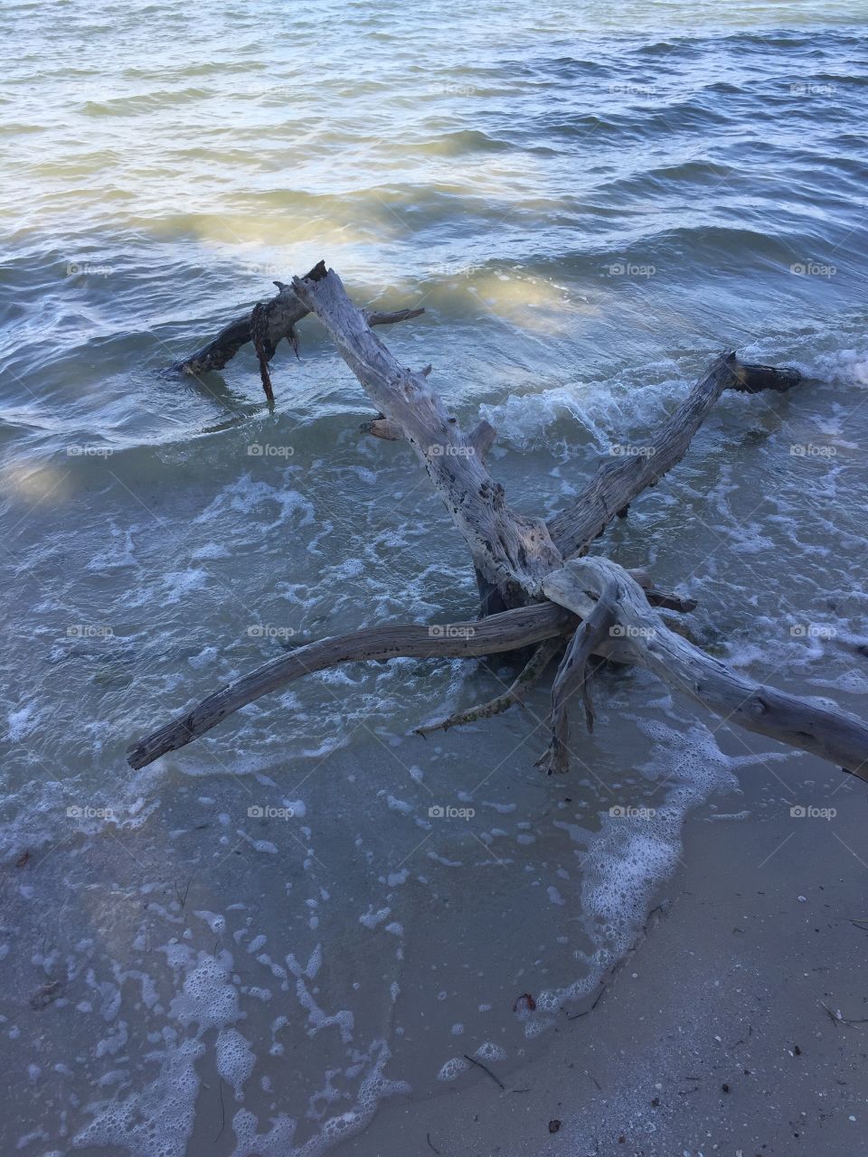 Drift wood in the back bays of Fort Myers Beach Florida 