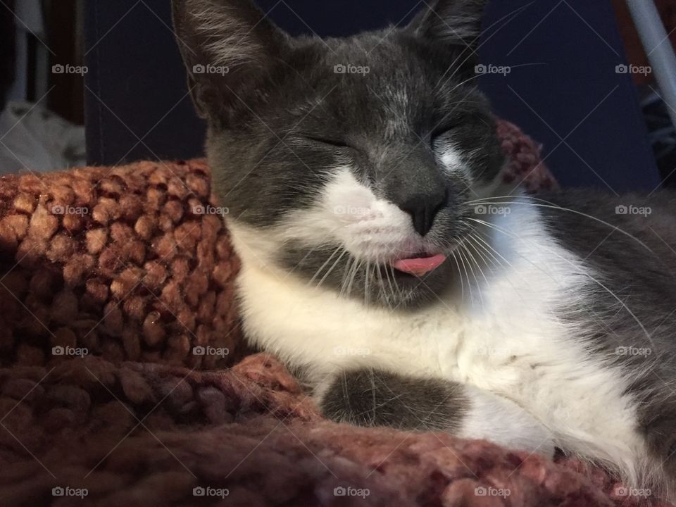 Cat got you tongue
