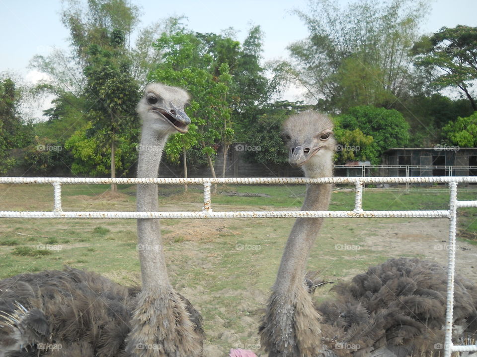 ostrich love