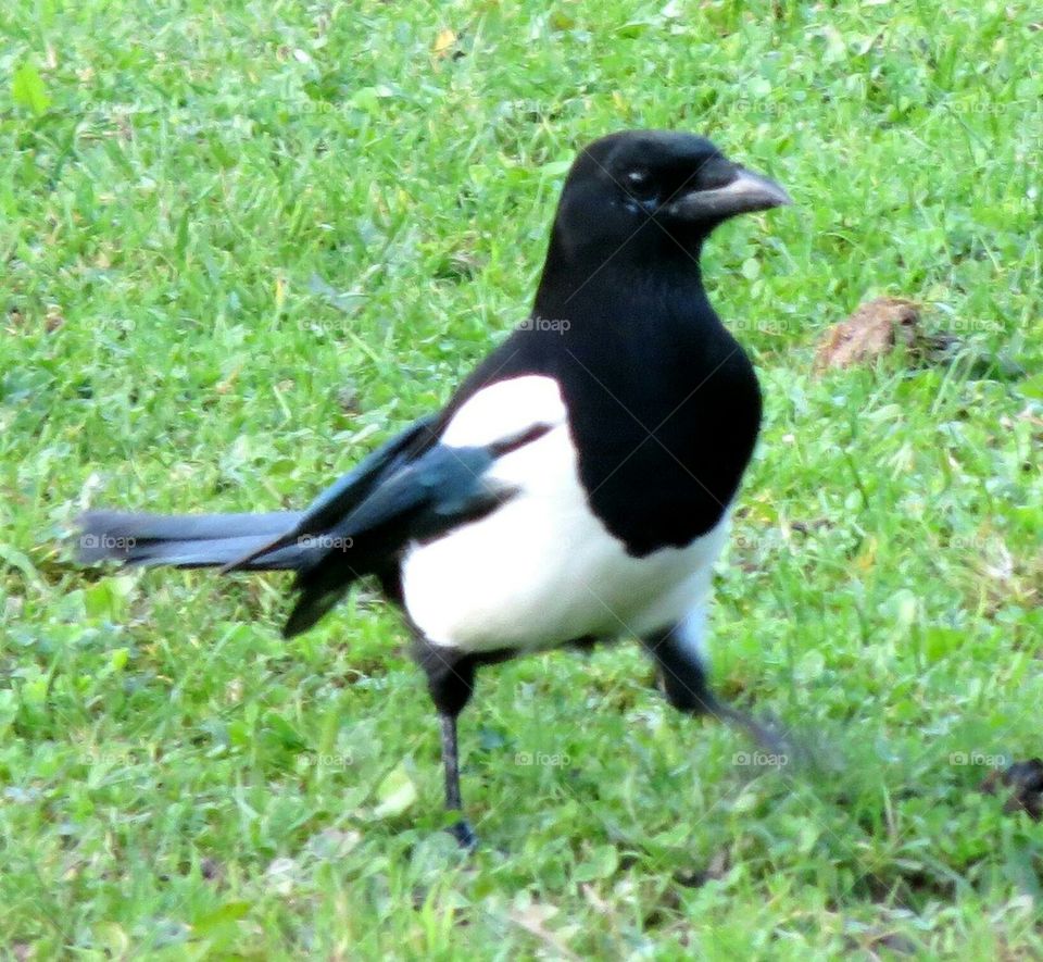 magpie