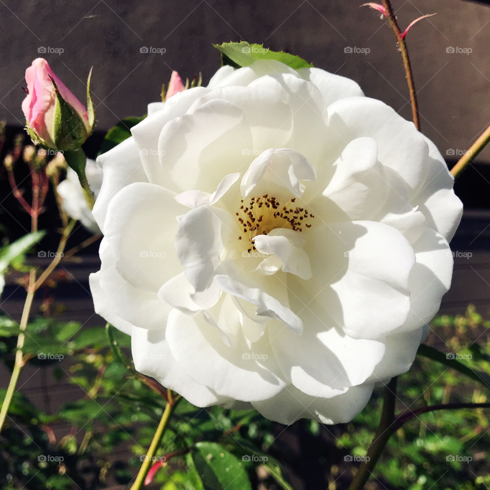 White Rose In Deep Spring 