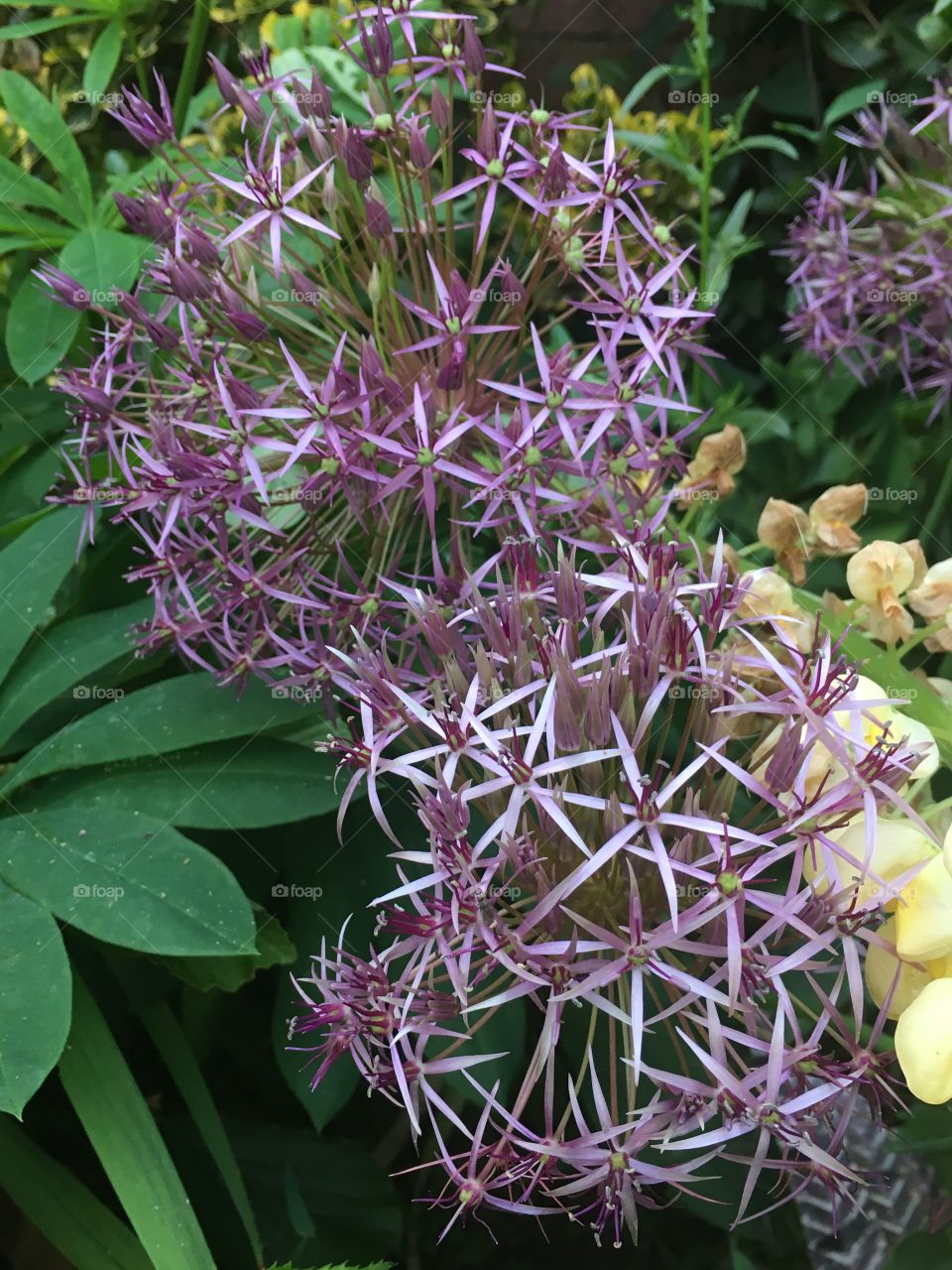 Close up view of purple allium flowers in the garden in summer 