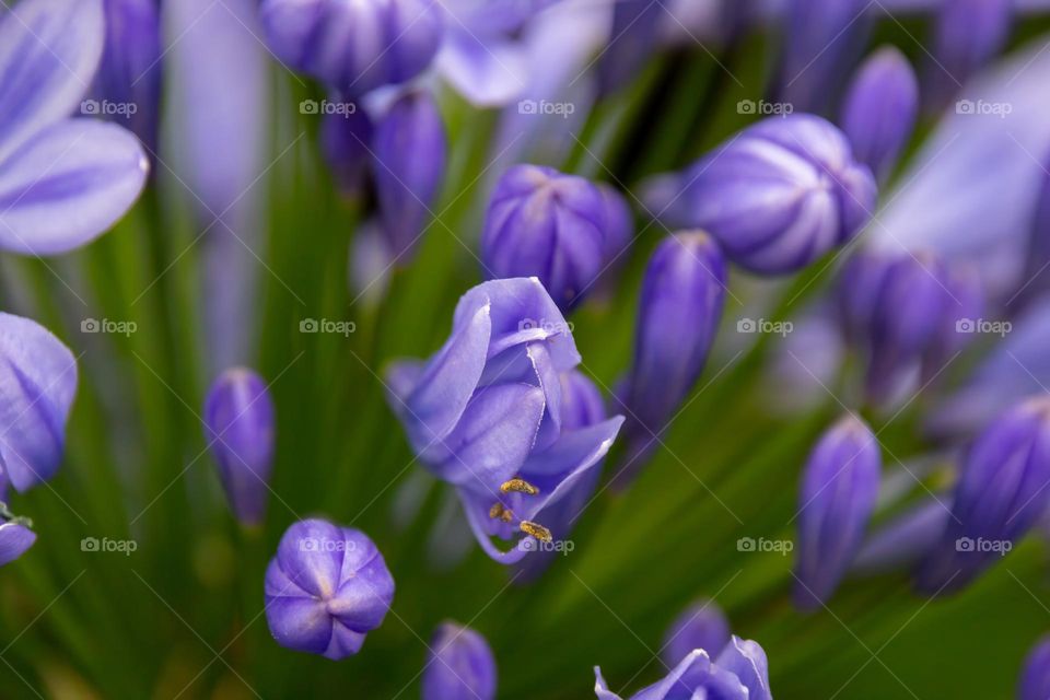 purple flowers