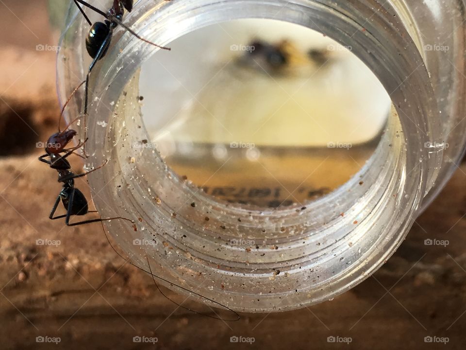 Worker ants on and inside glass jar which lays on its side full length ant crawling up
