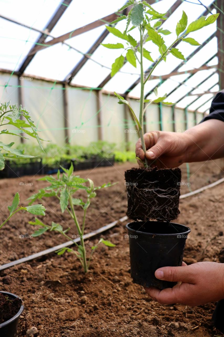 Plant Plants to Celebrate Earth Day