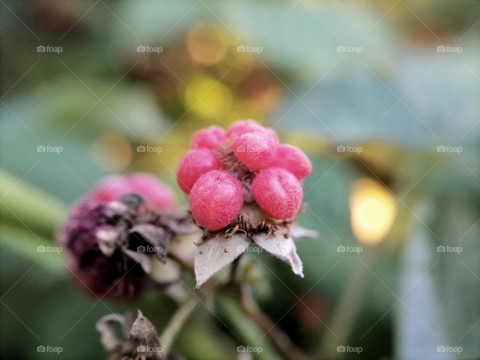 Flowers, roses, daisies, sky, summer, wild flowers, macro, insects, strowbery,