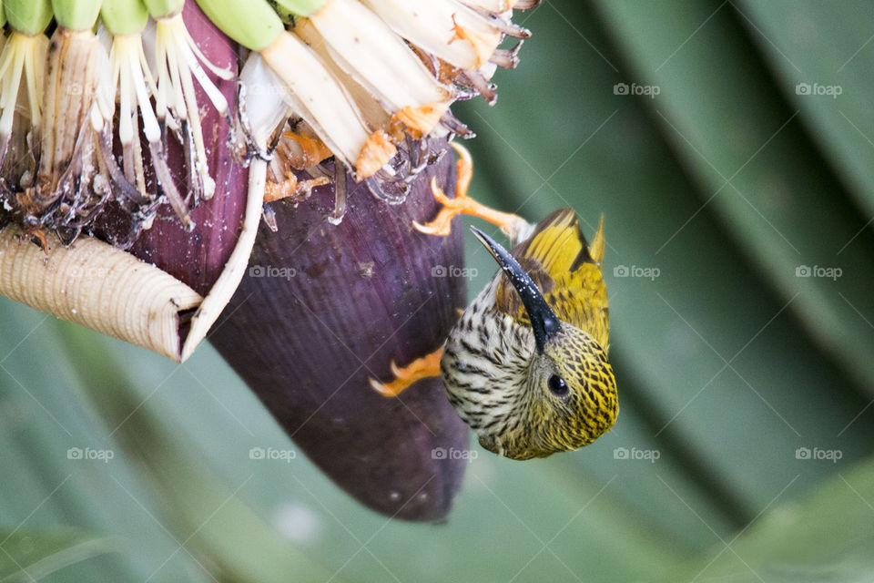 Streaked SpiderHunter