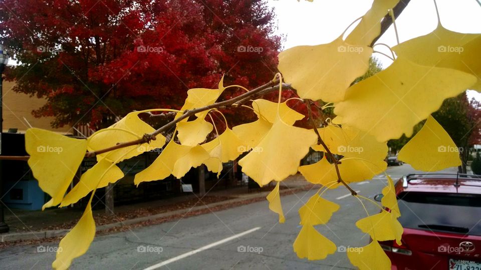 Leaf, No Person, Fall, Tree, Nature