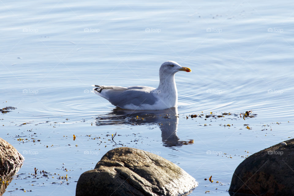 Bird - Seagull, West coast of Sweden - fiskmås västkusten 