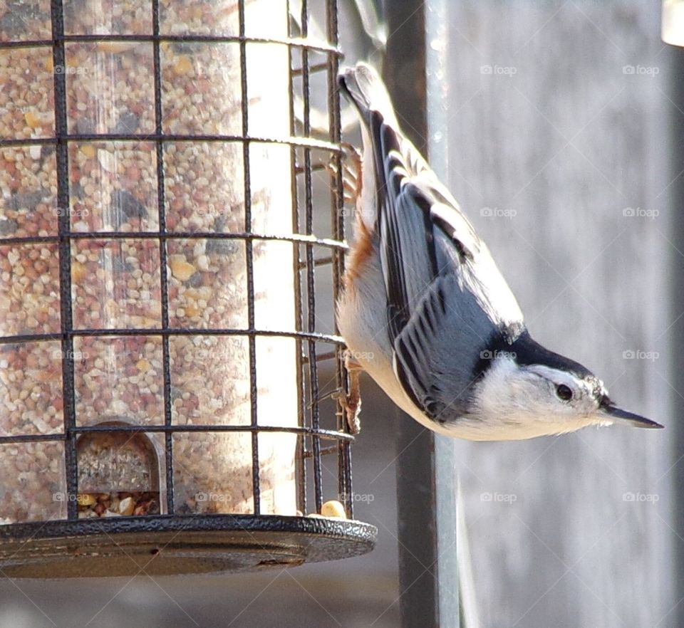Nuthatcher eating bird seed upside down 