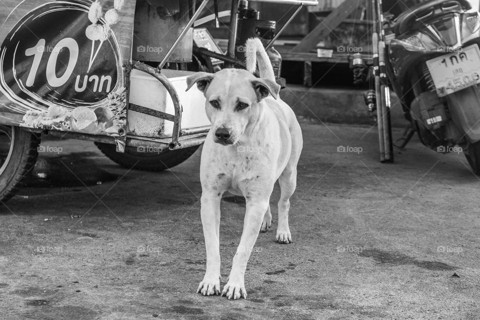 A Thai Street Dog at a Fishing Pier in Naklua District Chonburi Thailand Southeast Asia