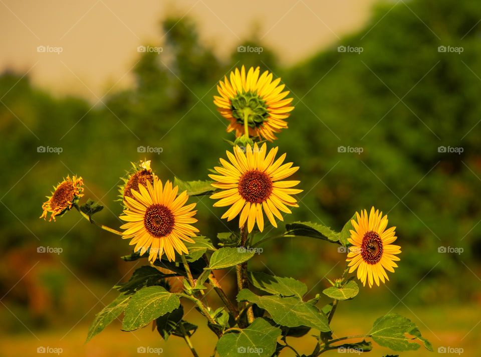 A Cluster of Sunflowers"