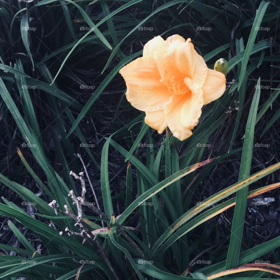 Pale orange flower