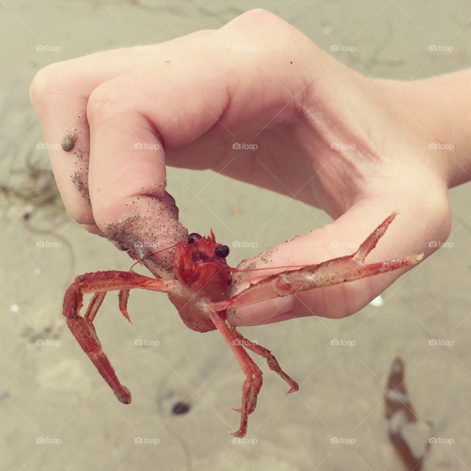 Person's hand holding baby lobster