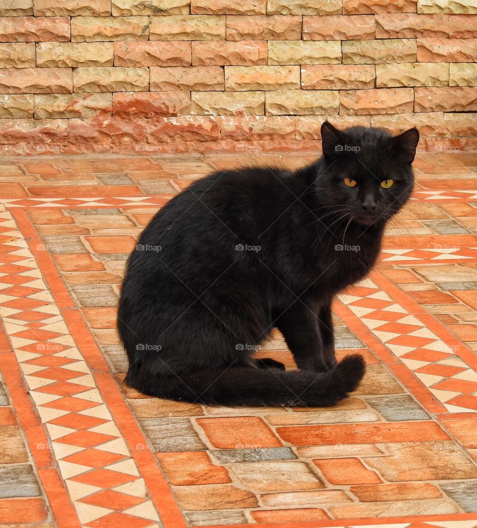 Kitten on tiles