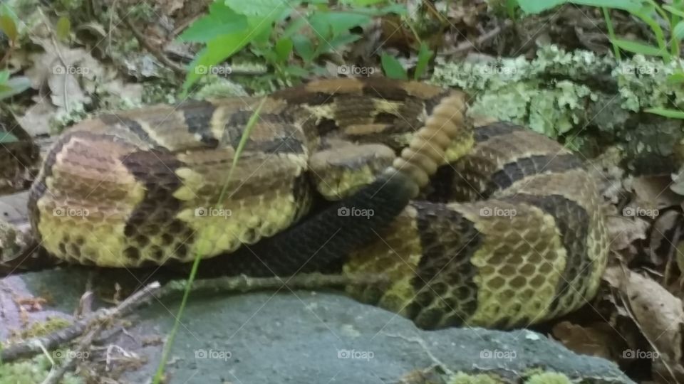 timber rattlesnake