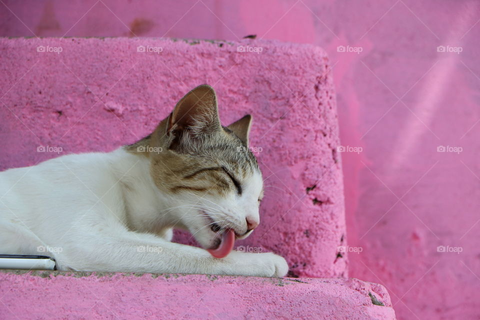 A cute kitten resting over the triple layered strawberry flavour cake ♥️🐱