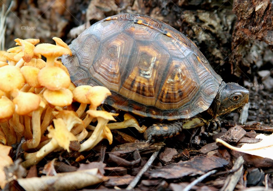 turtle plowing through mushrooms.