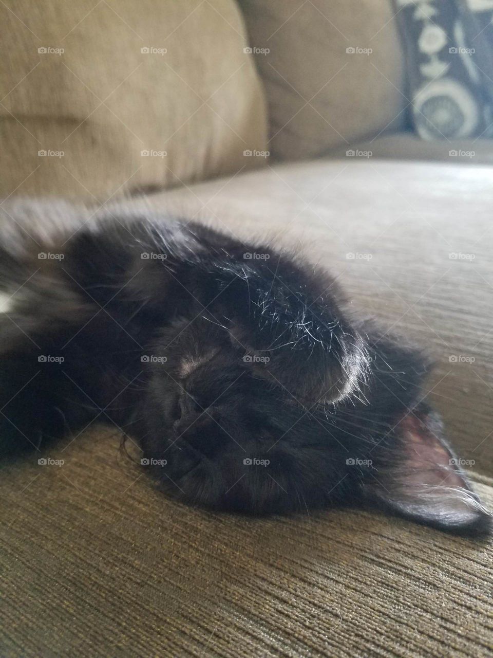 Little cat having sweet dreams.