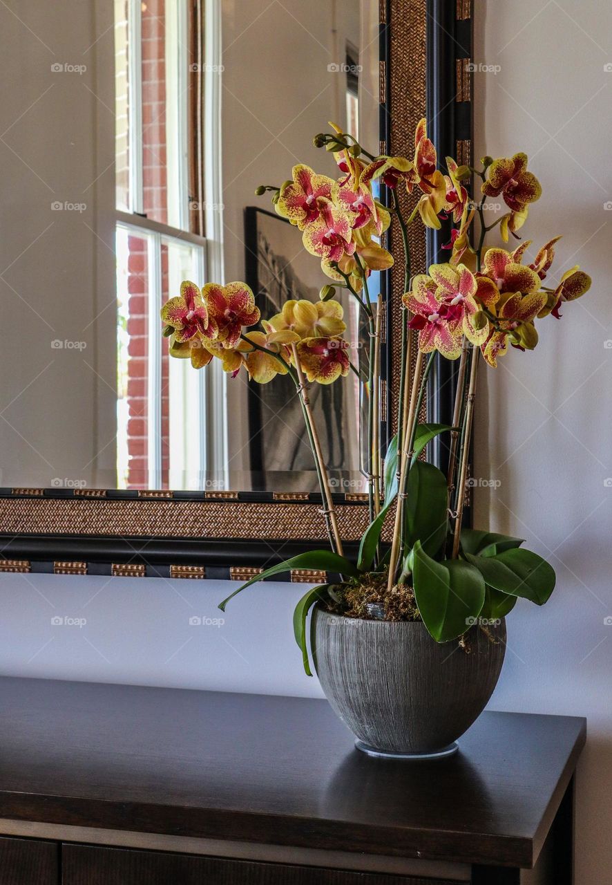 Arrangement of orchids on a side table in a minimalist vase with a reflection in the mirror 