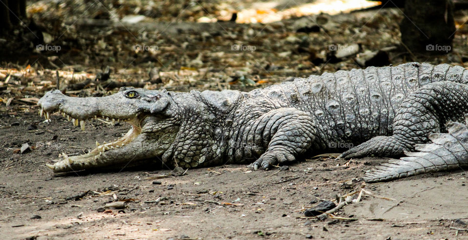 A powerful survivor of waterbodies #croco