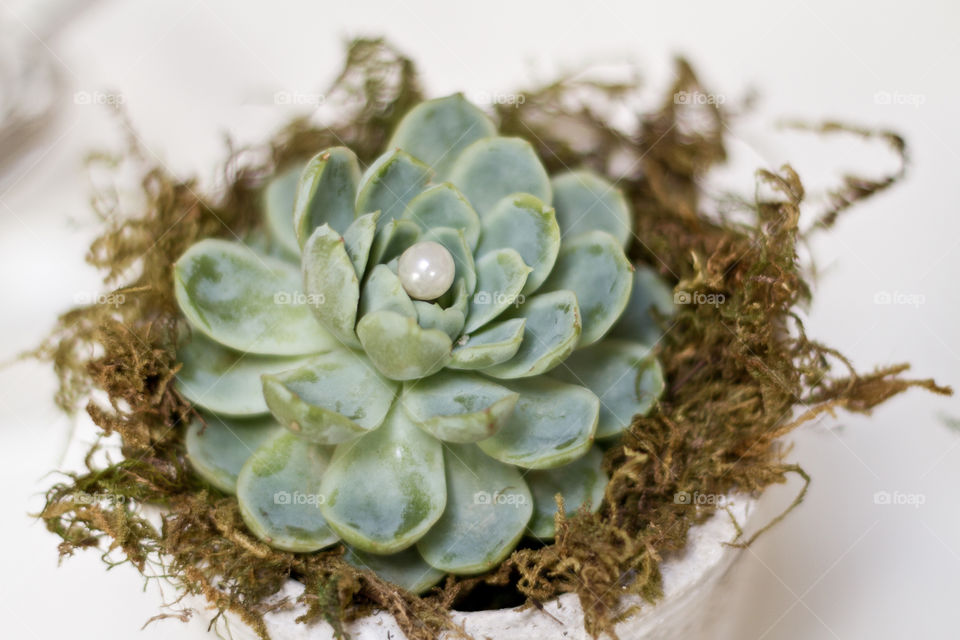 Decorate with succulent in white pot