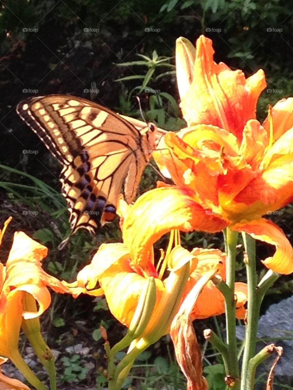 Tiger lily and a swallowtail