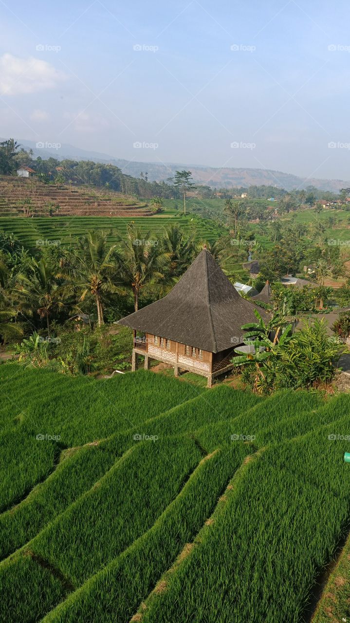 A decent house around paddyfield