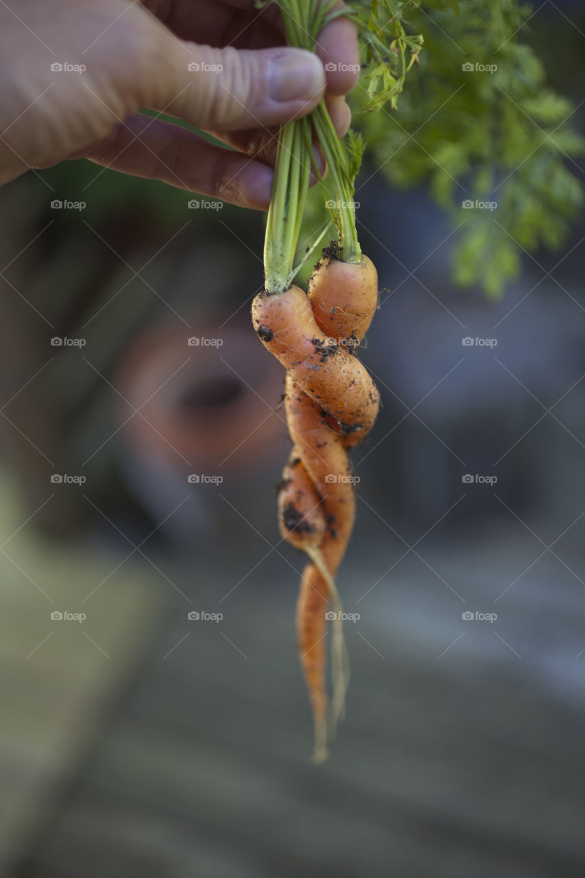 Human hands holding fresh carrots