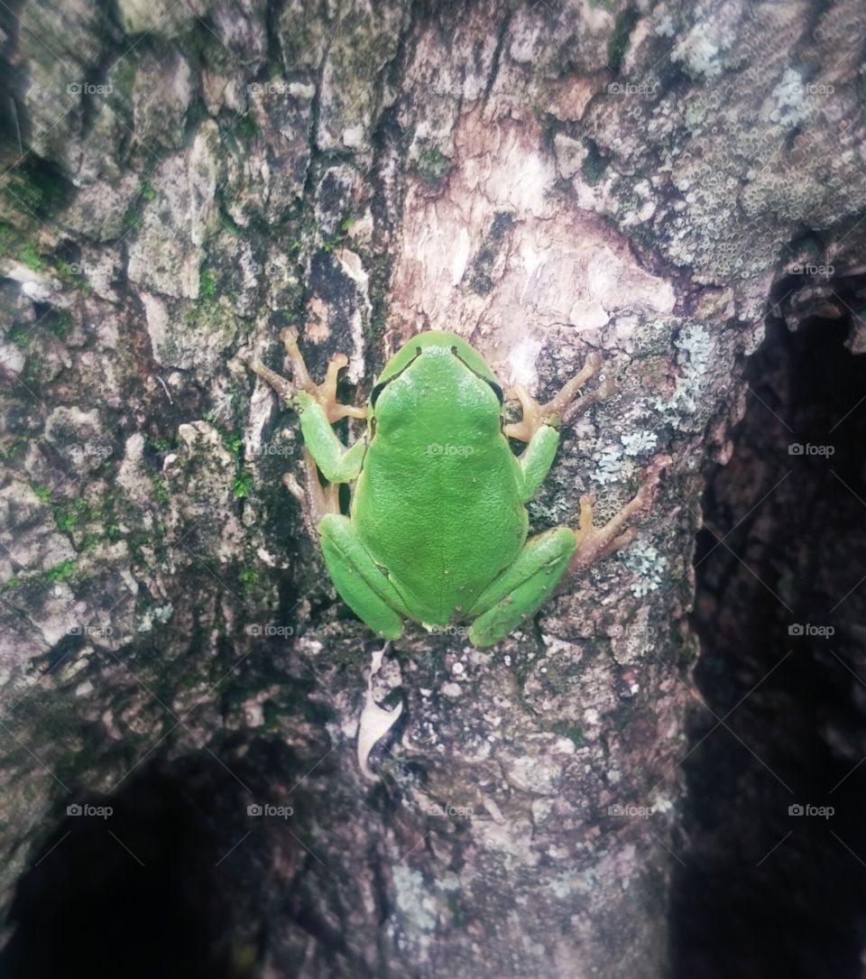 A frog on a tree