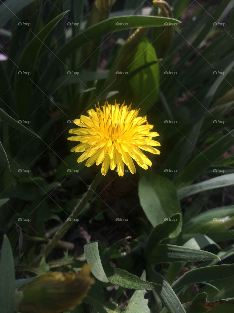 dandelion