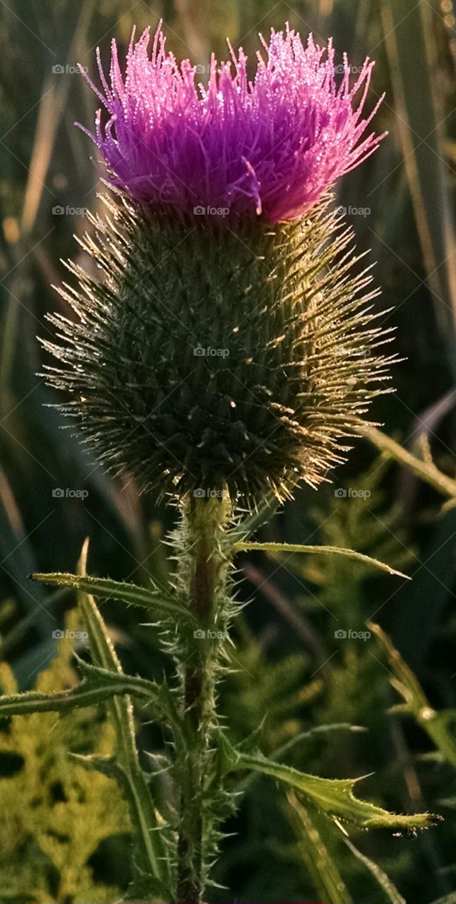 nature. I took this pic in Newton, New Jersey, on July, 26_2015