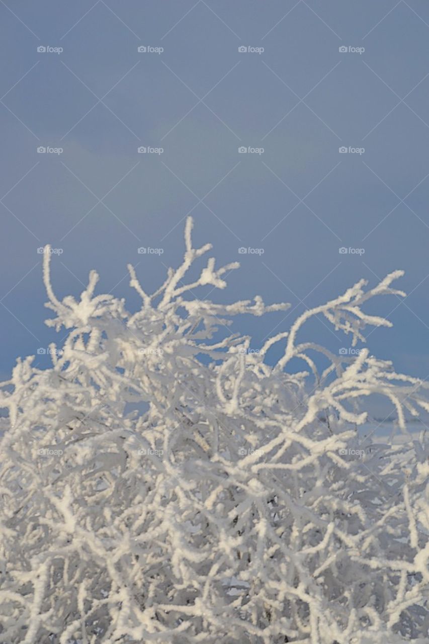 Abstract Frost