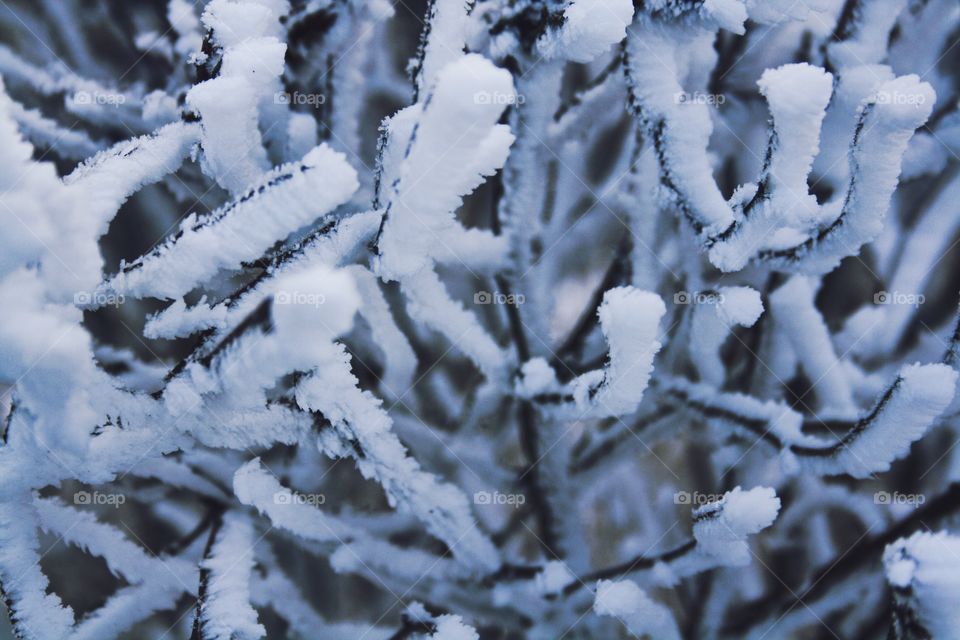 Snowy forest