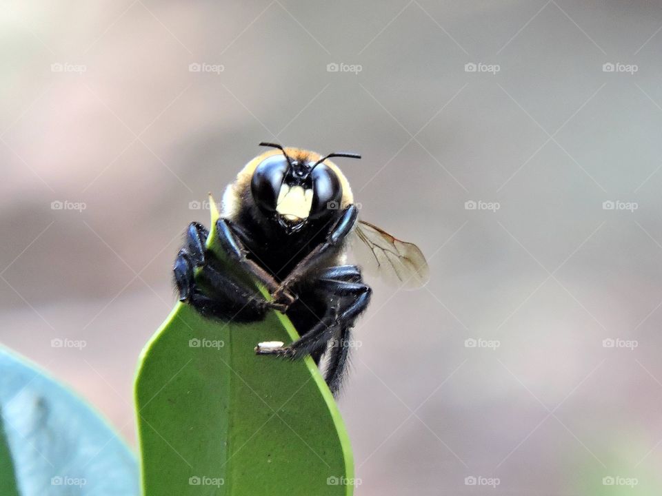 Drill bee 