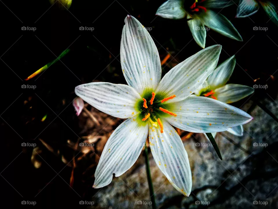 Flower