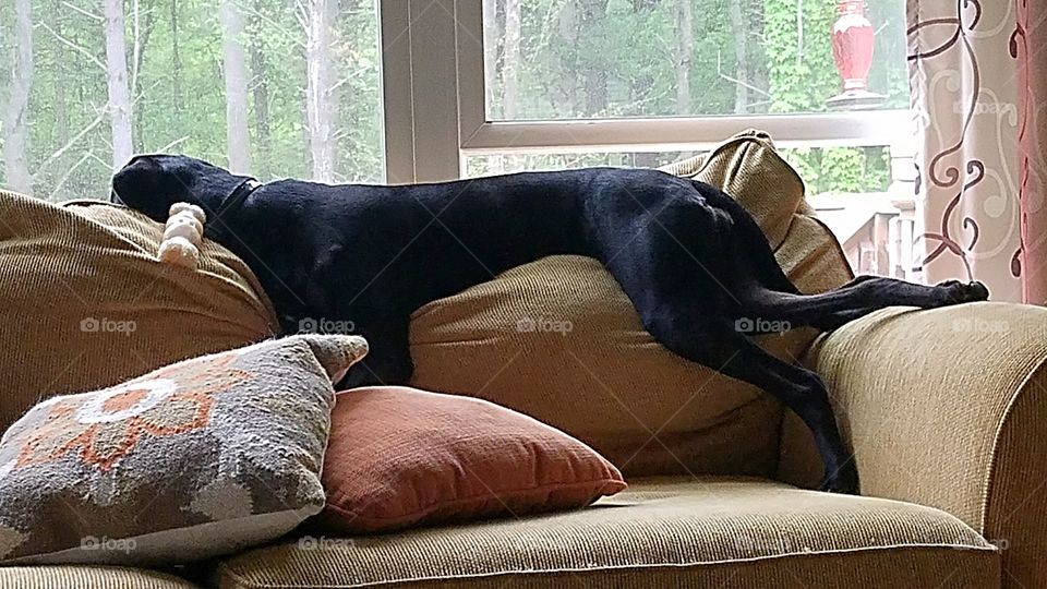 silly sleepy black labrador