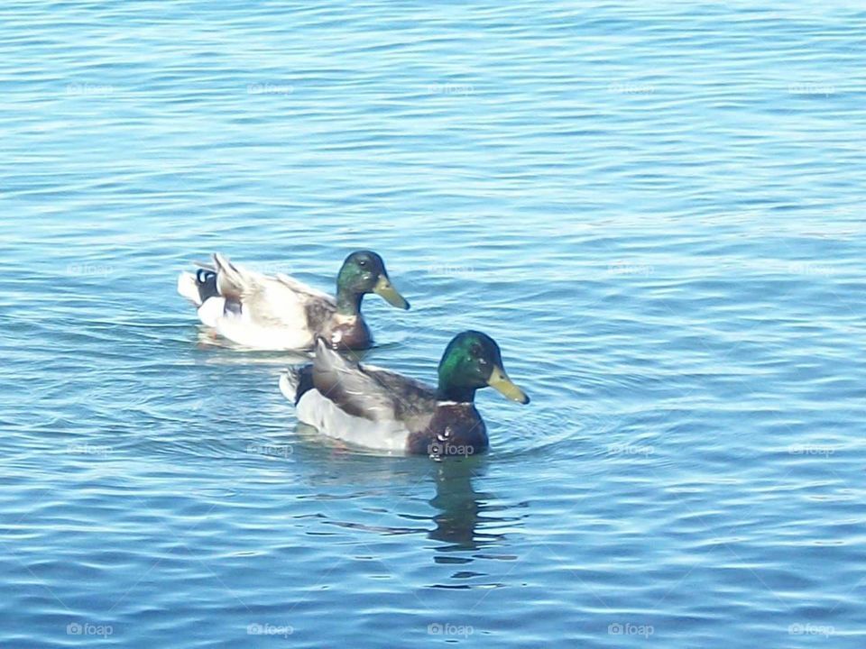 A couple of mallards enjoying a sunny day at the lake